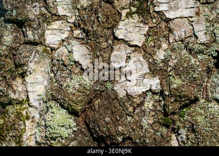 Detailed view of birch tree bark showing rough natural texture with moss and lichen. Stock Photo