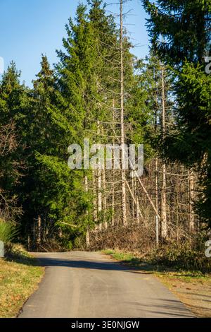 Narrow paved road running through dense evergreen forest with tall conifer trees. Stock Photo