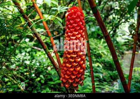 Indonesian Wax Ginger aka Pineapple ginger, Diamond Botanical Gardens, Soufriere, St Lucia Stock Photo