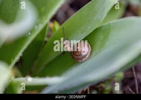 Small Snail Crawling On Green Leaf Stock Photo