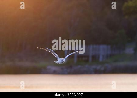 Silver Gull Sunrise Stock Photo