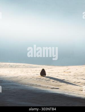 View of a solitary tree stands on a hill with sun-kissed frost, casting a long shadow against the pale sky, contrasting textures of light and shadow, Stock Photo