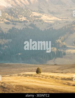 View of a solitary tree stands in a golden field, against a backdrop of hazy green mountains under a soft sky, Alpe di Siusi, Trentino-Alto Adige, Ita Stock Photo