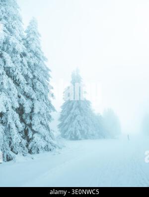View of snow-laden evergreen trees stand silently amidst a dense, ethereal fog, blanketing the landscape in a serene, wintery embrace, Bellefosse, Gra Stock Photo
