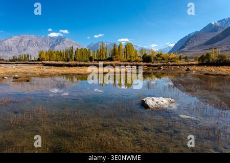 Clear reflections of golden poplar trees and mountain peaks appear in a calm pool of water on the Nubra Valley floor. Stock Photo