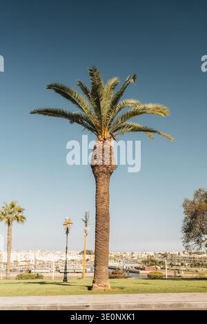 View of a majestic palm tree standing tall against the clear azure sky, contrasting with the cityscape in the background, Rabat, Rabat-Salé-Kénitra, M Stock Photo