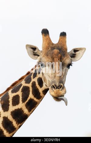 giraffe (Giraffa camelopardalis), Portrait, sticking out the tongue, Botswana, Kalahari Stock Photo