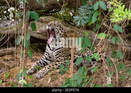 jaguar (Panthera onca), lies yawning in the forest, Brazil, Mato Grosso, Pantanal Stock Photo