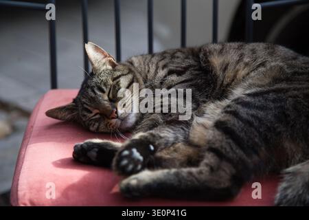 A Tabby Cat Sleeping Peacefully On A Red Cushion In Istanbul. Stock Photo