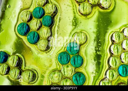 High quality macro shot of green and yellow oil bubbles arranged in a dense cellular pattern, creating a vibrant organic texture and background. Stock Photo