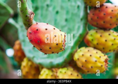 Close-up of colorful prickly pear fruits ripening on a cactus pad. This vibrant image showcases the textured skin and bright red-orange hues, a classi Stock Photo