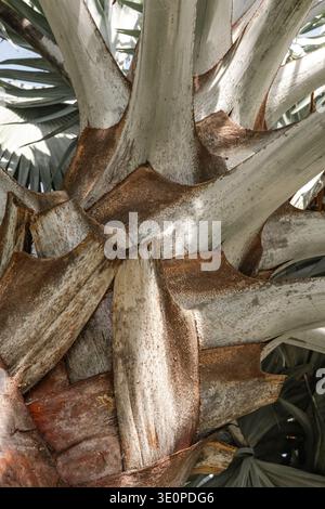 Detailed close-up of a palm tree trunk showcasing natural textures and earthy tones. Soft natural light highlights intricate patterns and organic beau Stock Photo