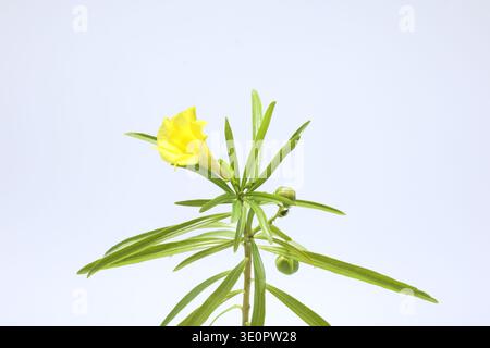 yellow bloom of Thevetia peruviana isolated on white Stock Photo