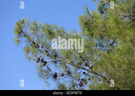 pine tree branches against  cloudy blue sky Stock Photo