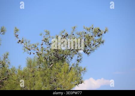 pine tree branches against  cloudy blue sky Stock Photo