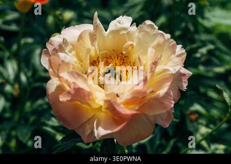 Herbaceous Peonies Pink Hawaiian Coral in flower  Stock Photo