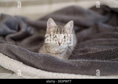 Kitten 3 months resting in its home Stock Photo