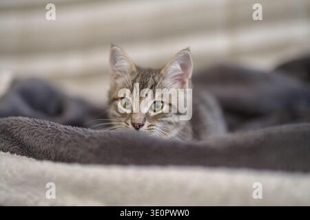 Kitten 3 months resting in its home Stock Photo