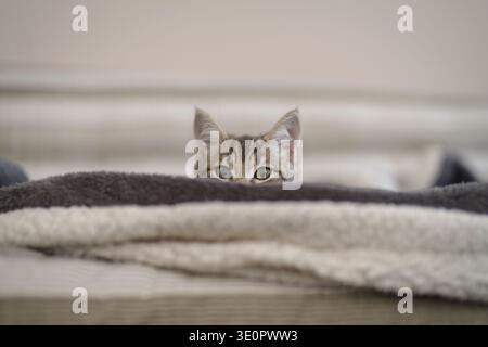 Kitten 3 months resting in its home Stock Photo