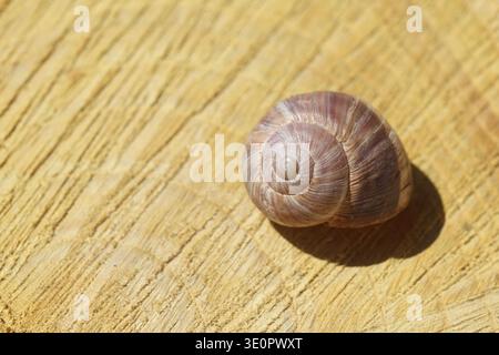 an empty snail on wood slice Stock Photo