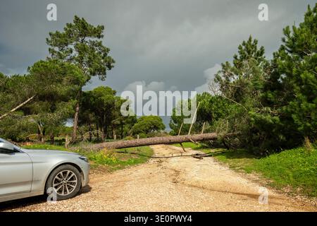 Car unable to pass on a rural gravel road blocked by a large fallen pine tree after severe winter windstorm in Portugal. Scene showing storm damage in Stock Photo