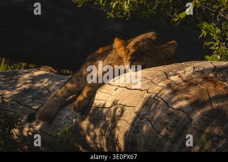 Lion cub sleeps on log in bushes Stock Photo