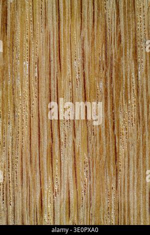 Extreme close-up macro photograph of natural untreated oak hardwood surface showing detailed wood grain texture. Smooth-planed, unsanded and unfinished Stock Photo