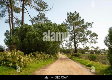 Rural dirt road winding through a Mediterranean pine forest with cactus  along the roadside in Faro, Algarve, Portugal. Scenic countryside landscape s Stock Photo