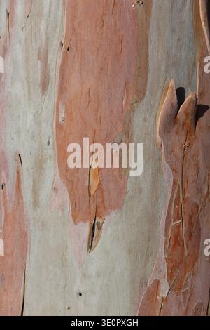 bark texture of eucalyptus tree Stock Photo