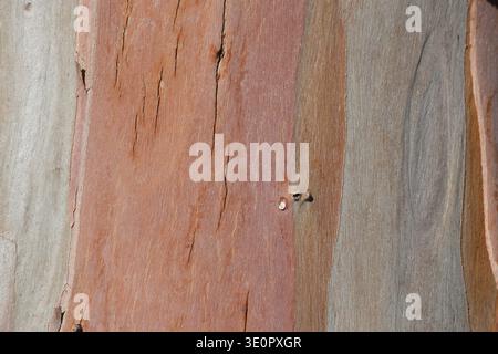 bark texture of eucalyptus tree Stock Photo