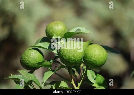 green unripe oranges on the tree Stock Photo
