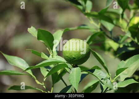 green unripe oranges on the tree Stock Photo