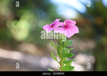 close up of catharanthus roseus flower Stock Photo