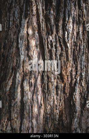 Bark (Sequoiadendron giganteum) from a sequoia tree Full size Stock Photo