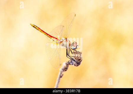 A Red veined Darter, AKA Normad Darter, (Sympetrum fonscolombii) perched on the end of a twig, bright sunshine, Santorini. Blurred yellow background Stock Photo