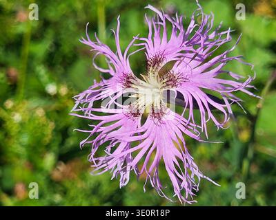 Close-up of a beautiful alpine fringed pink (Dianthus superbus) captured in the Swiss Alps in Graubünden, Switzerland. Stock Photo