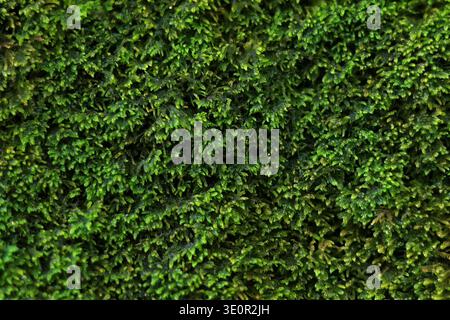 Close-up view of a wall covered in wet moss forming a lush green natural texture. Stock Photo