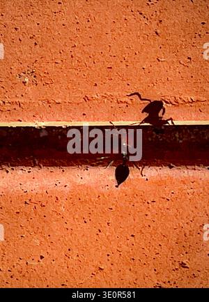 Ant casting striking shadow on textured orange wall in minimalist abstract composition Stock Photo