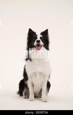 Border Collie sits front-facing with neutral cream background. Full body shot with upright posture. Stock Photo