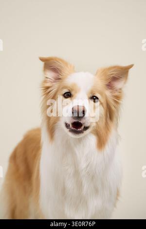Border Collie with gentle expression and raised ears. Dog centered on cream background. Stock Photo
