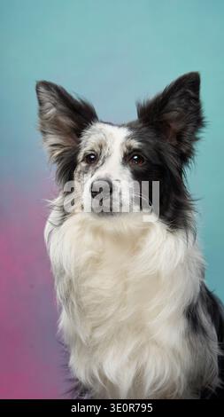 A Border Collie sits still in front of gentle blue-pink gradient backdrop with attentive look. Stock Photo