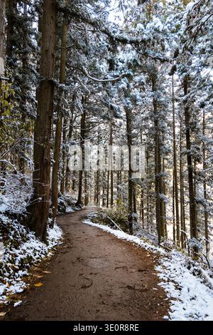 Snow covered trees along hiking path to Jigokudani Yaen-Koen snow