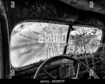 A view of the broken windshield from the inside of an old, abandoned truck with a bush growing through the glass. In black and white. Stock Photo