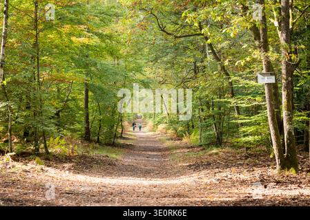 Trail in Fontainebleau forest, France Stock Photo
