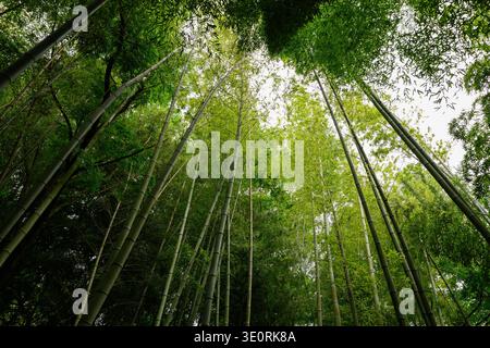 Tall bamboo, with sunbeams filtering through its dense foliage, seen from below. Bamboo. Concepts of relaxation, travel, and building material. Bambus Stock Photo