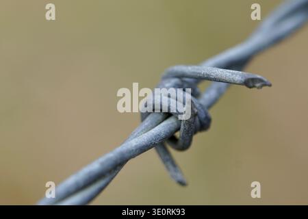 Close up shot of a barb on barbed wire Stock Photo