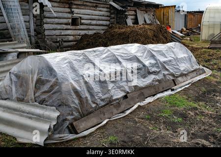 A plastic-covered garden bed and makeshift cold frame sit beside a weathered log shed and compost pile in a rustic rural backyard, showing seasonal ga Stock Photo