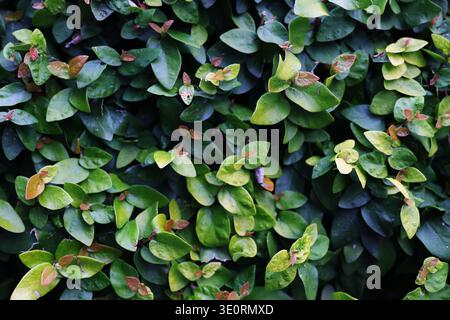 Green leaves background with fresh foliage and natural texture. Lush botanical pattern for nature, ecology and organic design. Stock Photo