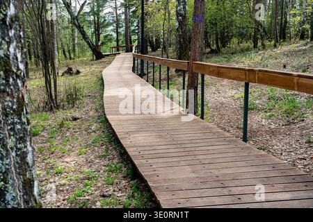 Wooden Boardwalk Through Pine and Birch Forest With Handrail in Spring Light Stock Photo