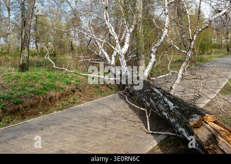 Fallen Birch Tree Blocking Park Path After Storm In Early Spring Forest Stock Photo